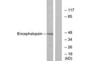 Western blot analysis of extracts from mouse brain cells, using Encephalopsin Antibody.
