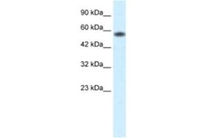 Western Blotting (WB) image for anti-Prenylcysteine Oxidase 1 (PCYOX1) antibody (ABIN2460634) (PCYOX1 Antikörper)