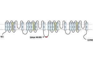 Representative domain view of the target of ABIN7884820.
