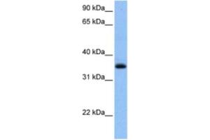 Western Blotting (WB) image for anti-Chimerin (Chimaerin) 2 (CHN2) antibody (ABIN2463475) (CHN2 Antikörper)