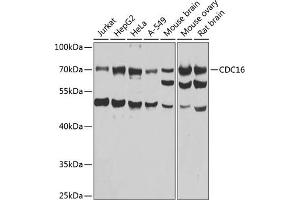 Western blot analysis of extracts of various cell lines, using CDC16 antibody  at 1:1000 dilution. (CDC16 Antikörper  (AA 371-620))