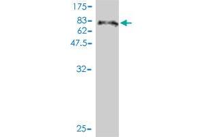 Western Blotting (WB) image for anti-Lymphoid Enhancer-Binding Factor 1 (LEF1) (AA 1-399) antibody (ABIN565556)