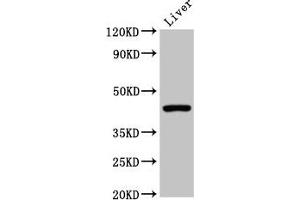 Western Blot Positive WB detected in: Mouse liver tissue All lanes: CLEC4M antibody at 2 μg/mL Secondary Goat polyclonal to rabbit IgG at 1/50000 dilution Predicted band size: 46, 31, 37, 27, 38, 29, 43, 34, 25 kDa Observed band size: 46 kDa (C-Type Lectin Domain Family 4, Member M (CLEC4M) (AA 238-382) Antikörper)