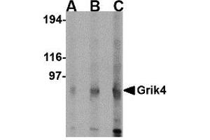 Western Blotting (WB) image for anti-Glutamate Receptor, Ionotropic, Kainate 4 (GRIK4) (C-Term) antibody (ABIN1030422) (GRIK4 Antikörper  (C-Term))