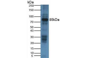Figure. (DAO Antikörper  (AA 335-453))