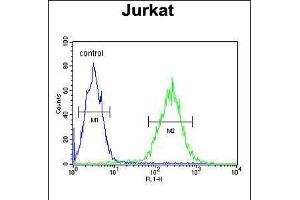 Flow cytometric analysis of Jurkat cells (right histogram) compared to a negative control cell (left histogram). (RPRD1B Antikörper  (C-Term))
