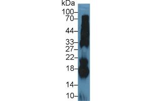 Western Blot; Sample: Bovine Pancreas lysate; Primary Ab: 5µg/ml Rabbit Anti-Bovine RNASE1 Antibody Second Ab: 0. (RNASE1 Antikörper  (AA 31-150))
