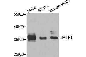 Western blot analysis of extracts of various cells, using MLF1 antibody.