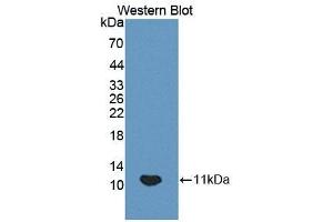 Detection of Recombinant HOP, Mouse using Polyclonal Antibody to Homeodomain Only Protein (HOP)