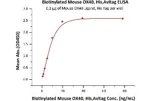 Immobilized Mouse OX40 Ligand, His Tag (ABIN5674649,ABIN6253698) at 2 μg/mL (100 μL/well) can bind Biotinylated Mouse OX40, His,Avitag (ABIN6386436,ABIN6388258) with a linear range of 0. (TNFRSF4 Protein (AA 20-211) (His tag,AVI tag,Biotin))