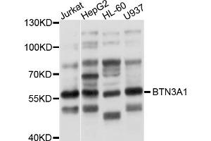Western blot analysis of extracts of various cell lines, using BTN3A1 antibody (ABIN5997326) at 1/1000 dilution. (BTN3A1 Antikörper)