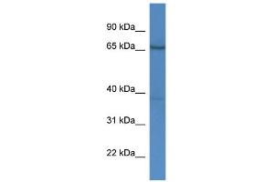 WB Suggested Anti-AFM Antibody Titration:  0. (Afamin Antikörper  (C-Term))