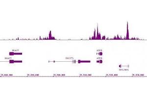 Histone H3K9ac antibody (mAb) (Clone 2G1F9) tested by ChIP-Seq. (Histone 3 Antikörper  (H3K9ac))