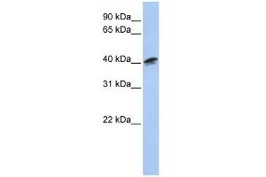 ACTR1A antibody used at 1 ug/ml to detect target protein. (ACTR1A Antikörper)