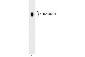 Western Blotting (WB) image for anti-Nuclear Factor of Activated T-Cells, Cytoplasmic, Calcineurin-Dependent 1 (NFATC1) antibody (ABIN967559)