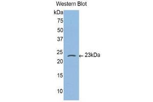 Western Blotting (WB) image for anti-Caspase 4, Apoptosis-Related Cysteine Peptidase (CASP4) (AA 81-266) antibody (ABIN3206151) (Caspase 4 Antikörper  (AA 81-266))
