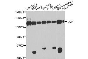 Western blot analysis of extracts of various cell lines, using VCP antibody. (VCP Antikörper  (AA 647-806))