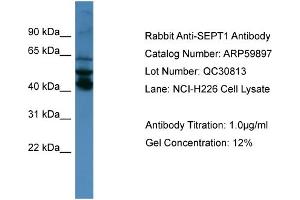 WB Suggested Anti-SEPT1  Antibody Titration: 0. (Septin 1 Antikörper  (N-Term))