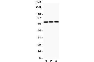 Western blot testing of APLP1 antibody and 1. (APLP1 Antikörper  (N-Term))