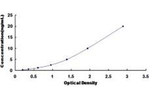 SLC1A6 ELISA Kit