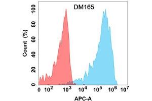 Flow cytometry analysis with Anti-CLEC12A (DM165) on Expi293 cells transfected with human CLEC12A (Blue histogram) or Expi293 transfected with irrelevant protein (Red histogram). (CLEC12A Antikörper  (AA 65-265))