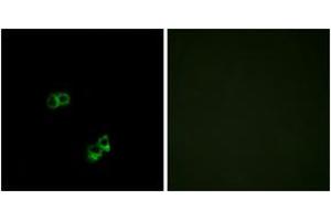 Immunofluorescence (IF) image for anti-Melanocortin 5 Receptor (MC5R) (AA 271-320) antibody (ABIN2890892) (MC5 Receptor Antikörper  (AA 271-320))