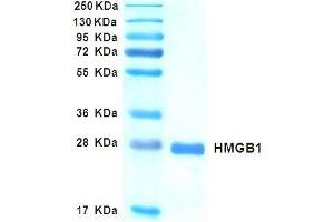 High Mobility Group Box 1 (HMGB1) (Fully reduced) (Active) protein