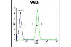 Flow cytometric analysis of WiDr cells (right histogram) compared to a negative control cell (left histogram). (ACCN1 Antikörper  (AA 120-148))