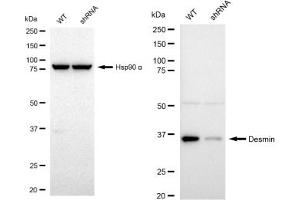 Western blotting analysis using Desmin antibody (ABIN7798314).