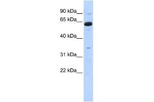 WB Suggested Anti-CPNE1 Antibody Titration:  0. (CPNE1 Antikörper  (Middle Region))