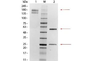 SDS-PAGE of Mouse anti-Mesothelin Monoclonal Antibody. (Mesothelin Antikörper  (Extracellular, Extracellular Domain))