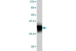 Western Blot detection against Immunogen (37. (MTL5 Antikörper  (AA 399-508))