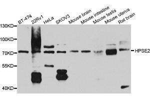 Western blot analysis of extract of various cells, using HPSE2 antibody. (Heparanase 2 Antikörper)