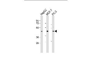 All lanes : Anti-SCD2 Antibody (C-Term) at 1:2000 dilution Lane 1: HepG2 whole cell lysate Lane 2: MCF-7 whole cell lysate Lane 3: PC-3 whole cell lysate Lysates/proteins at 20 μg per lane. (SAPCD2 Antikörper  (AA 333-367))