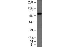 Western blot testing of Raji cell lysate with IgM heavy chain antibody. (Maus anti-Human IgM Heavy Chain Antikörper)