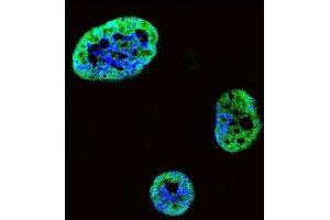 Immunofluorescence (IF) image for anti-Hepatoma-Derived Growth Factor (HDGF) antibody (ABIN3002632) (HDGF Antikörper)