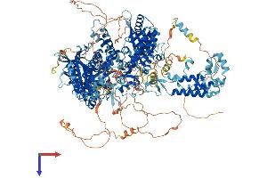 POLA1 Protein (AA 1-1465) (His tag)