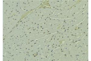 ABIN6273693 at 1/100 staining Mouse muscle tissue by IHC-P. (PAK1IP1 Antikörper  (C-Term))
