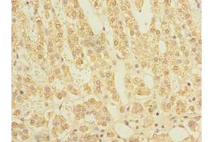 Immunohistochemistry of paraffin-embedded human adrenal gland tissue using ABIN7170766 at dilution of 1:100 (STAR Antikörper  (AA 64-285))