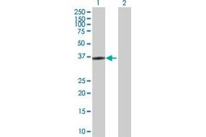 Western Blot analysis of HOXD1 expression in transfected 293T cell line by HOXD1 MaxPab polyclonal antibody. (HOXD1 Antikörper  (AA 1-328))
