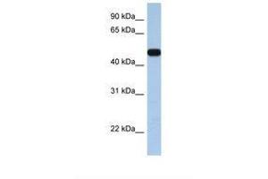 Image no. 1 for anti-Solute Carrier Family 25, Member 46 (SLC25A46) (AA 290-339) antibody (ABIN6738109) (SLC25A46 Antikörper  (AA 290-339))