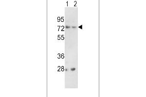 Western blot analysis of PCSK2 Antibody (Center) (ABIN391909 and ABIN2841723) in 293(lane 1), K562(lane 2) cell line lysates (35 μg/lane). (PCSK2 Antikörper  (AA 318-346))