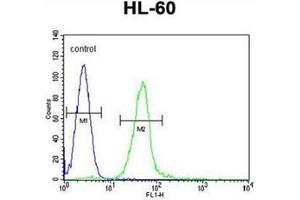 Flow cytometric analysis of HL-60 cells using GGH Antibody (N-term) Cat.