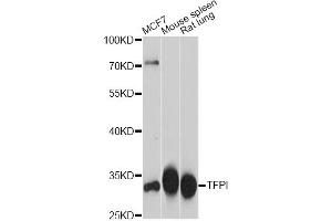Western blot analysis of extracts of various cell lines, using TFPI antibody. (TFPI Antikörper)