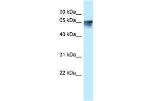 WB Suggested Anti-THRA Antibody Titration: 0. (THRA Antikörper  (Middle Region))