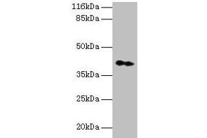Western blot All lanes: CNTFR antibody at 2 μg/mL + Hela whole cell lysate Secondary Goat polyclonal to rabbit IgG at 1/10000 dilution Predicted band size: 41 kDa Observed band size: 41 kDa (CNTF Receptor alpha Antikörper  (AA 106-342))