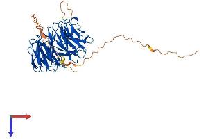AAMP Protein (AA 1-434) (His tag)