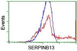 Image no. 3 for anti-serpin Peptidase Inhibitor, Clade B (Ovalbumin), Member 13 (SERPINB13) antibody (ABIN1500879) (SERPINB13 Antikörper)