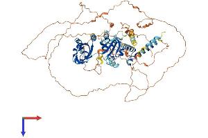 NPAS4 Protein (AA 1-802) (His tag)