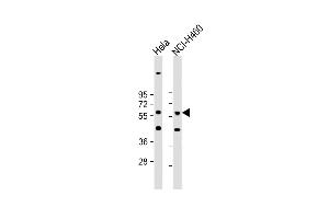 All lanes : Anti-CRLF3 Antibody (C-term) at 1:1000 dilution Lane 1: Hela whole cell lysate Lane 2: NCI- whole cell lysate Lysates/proteins at 20 μg per lane.